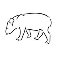 tapir vector bosquejo