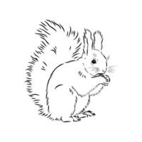 squirrel vector sketch