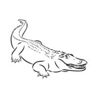 crocodile vector sketch