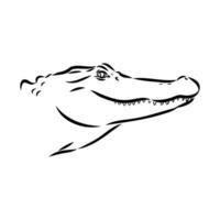 crocodile vector sketch