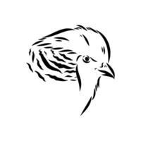 pheasant vector sketch