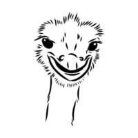 ostrich vector sketch