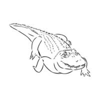 crocodile vector sketch