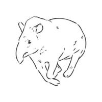 tapir vector sketch