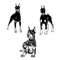 doberman dog vector sketch