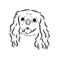 cavalier king charles dog vector sketch