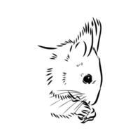 squirrel vector sketch