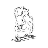 squirrel vector sketch