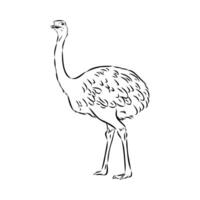 ostrich vector sketch