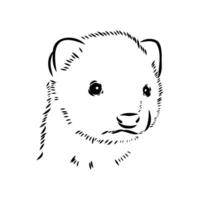 ferret vector sketch