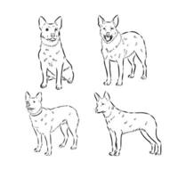 Australian cattle dog vector sketch