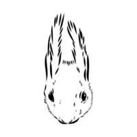 squirrel vector sketch