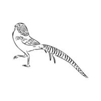 pheasant vector sketch