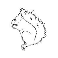 squirrel vector sketch