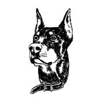 doberman dog vector sketch