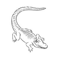 crocodile vector sketch