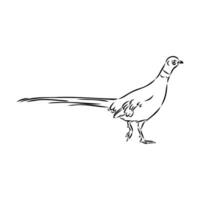 pheasant vector sketch