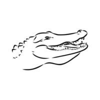 crocodile vector sketch