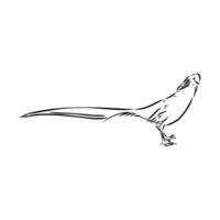 pheasant vector sketch