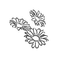 daisy flower vector sketch