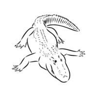 crocodile vector sketch