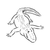 crocodile vector sketch