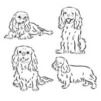 cavalier king charles dog vector sketch