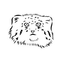 cat manul vector sketch