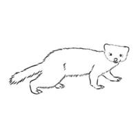 ferret vector sketch