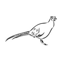 pheasant vector sketch