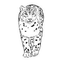 nieve leopardo vector bosquejo