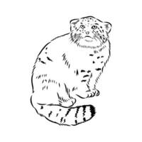 cat manul vector sketch