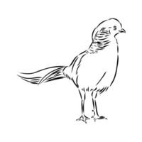 pheasant vector sketch