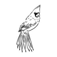 cardinal bird vector sketch