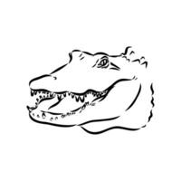 crocodile vector sketch