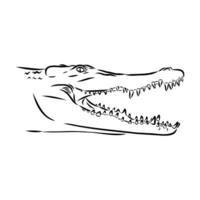 crocodile vector sketch