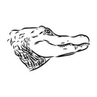 crocodile vector sketch