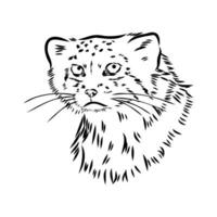 cat manul vector sketch