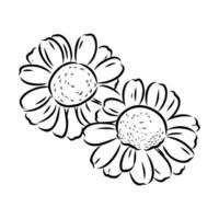 daisy flower vector sketch