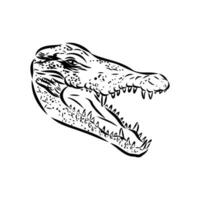 crocodile vector sketch