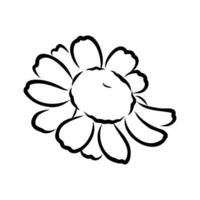 daisy flower vector sketch