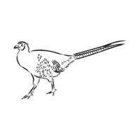 pheasant vector sketch