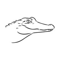 crocodile vector sketch