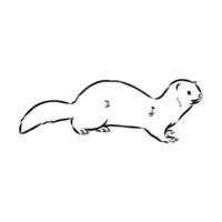 ferret vector sketch