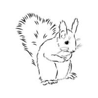 squirrel vector sketch