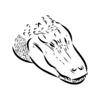 crocodile vector sketch