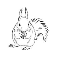 squirrel vector sketch