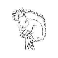 squirrel vector sketch