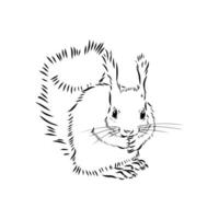 squirrel vector sketch