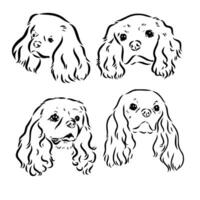 cavalier king charles dog vector sketch